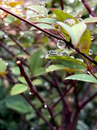 Close-up of wet plant