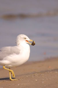 Close-up of seagull on beach against sky