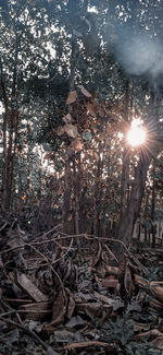 Sunlight streaming through trees in forest