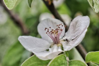 Close-up of white flowering plant