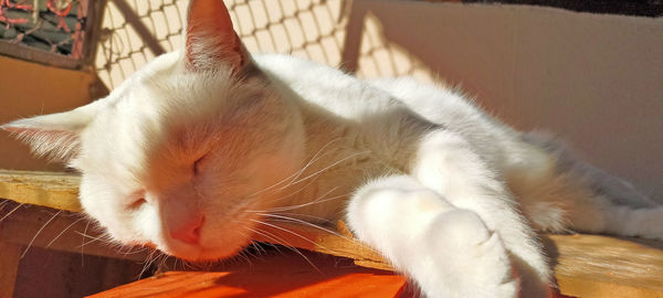 Close-up of cat sleeping