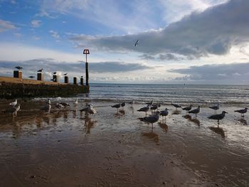 Seagulls on beach against sky