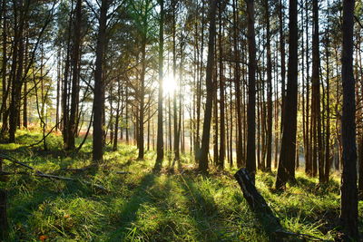 Sunlight streaming through trees in forest