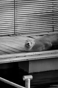 Seal sleeping on pier