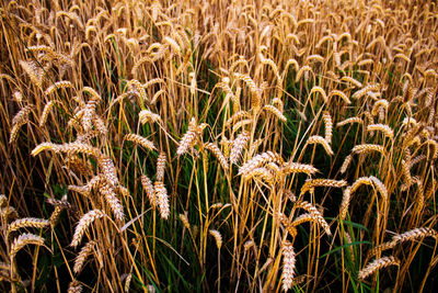 Close-up of wheat field