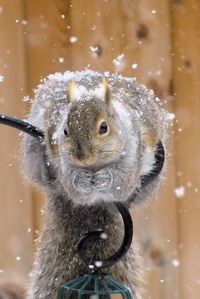 Close-up of squirrel during snow fall