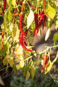 Close-up of red chili peppers on plant