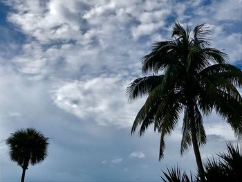 Low angle view of palm trees against sky