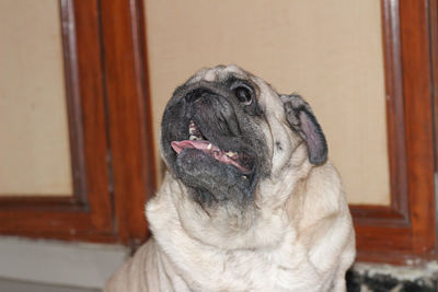 Close-up of a dog at home