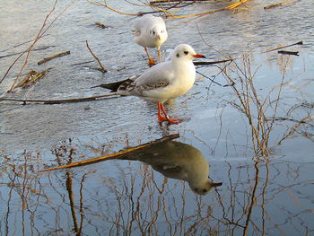 Close-up of bird perching on lake