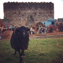 Sheep grazing on field