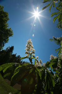 Low angle view of trees against blue sky on sunny day