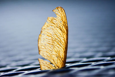 Close-up of bread