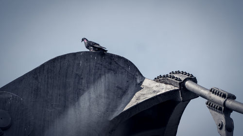 Low angle view of bird perching on roof against sky