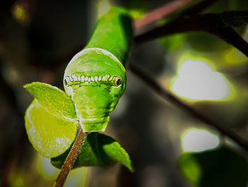 Close-up of insect on leaf
