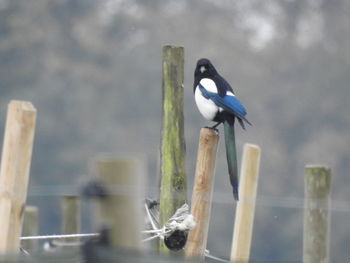 Bird perching on wooden post