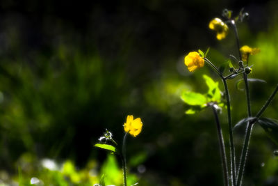 Close-up of insect on yellow flower