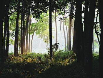 Trees in forest