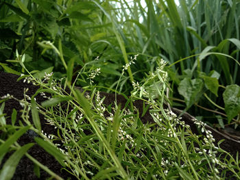 Close-up of wet plants on field