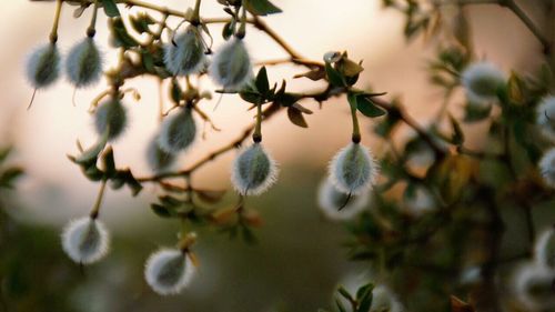 Close-up of plant