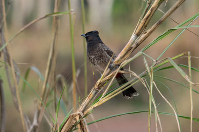 Close-up of bird perching on branch