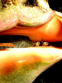 Close-up of crab in water