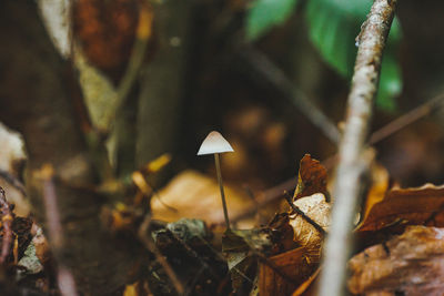 Dainty mushroom growing alone on the forest floor