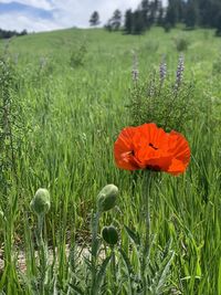 Close-up of poppy on field