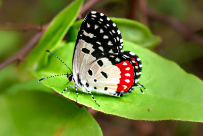 Close-up of butterfly on plant