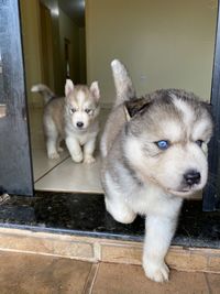 Portrait of two dogs