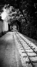 Railroad tracks amidst trees