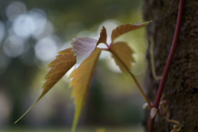 Close-up of flower against blurred background