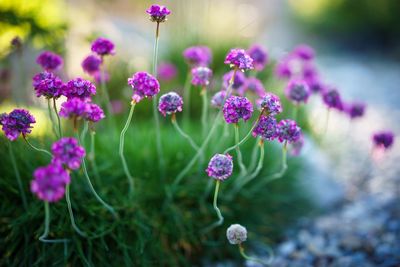 Close-up of flowers blooming outdoors