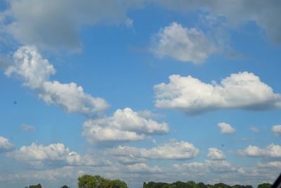 Low angle view of trees against blue sky