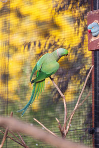 Bird perching on a fence