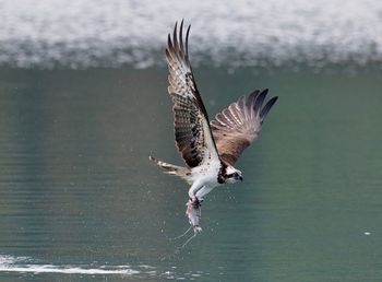 Bird flying over lake