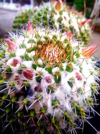 Close-up of flowers against blurred background