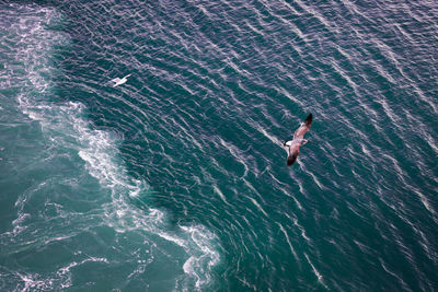 High angle view of birds flying over sea