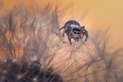 Close-up of spider on field