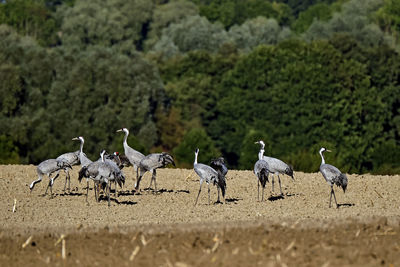 Flock of birds on land