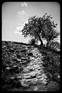 Trees on landscape against sky