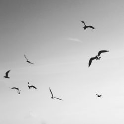 Low angle view of seagulls flying in sky