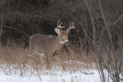 Deer standing on snow covered field