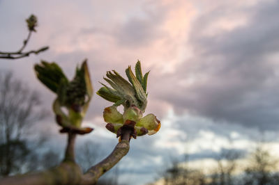 Close-up of plant against sky