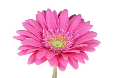 Close-up of pink flower against white background