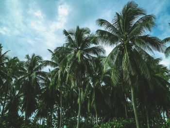 Low angle view of palm trees against sky