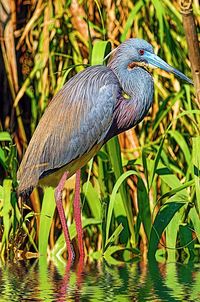 Close-up of bird perching on plant