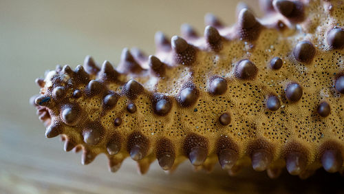 Close-up of a starfish