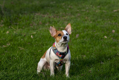 Portrait of a dog running on grass