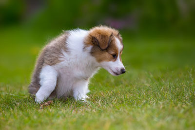 Puppy relaxing on grassy field